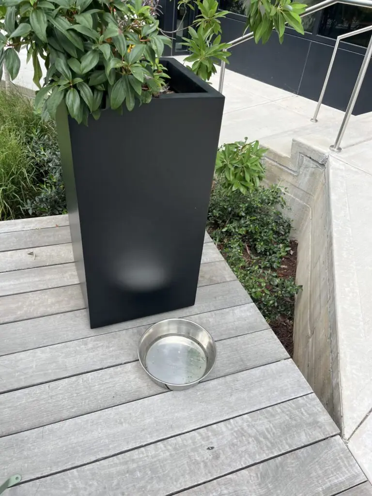 dog water bowl